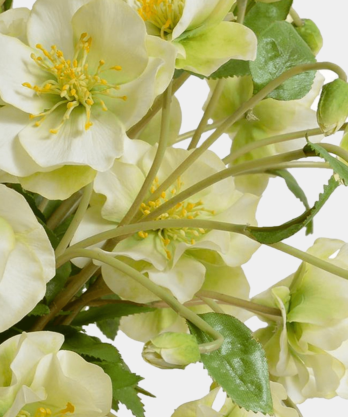 Helleborus Lenten Rose Arrangement