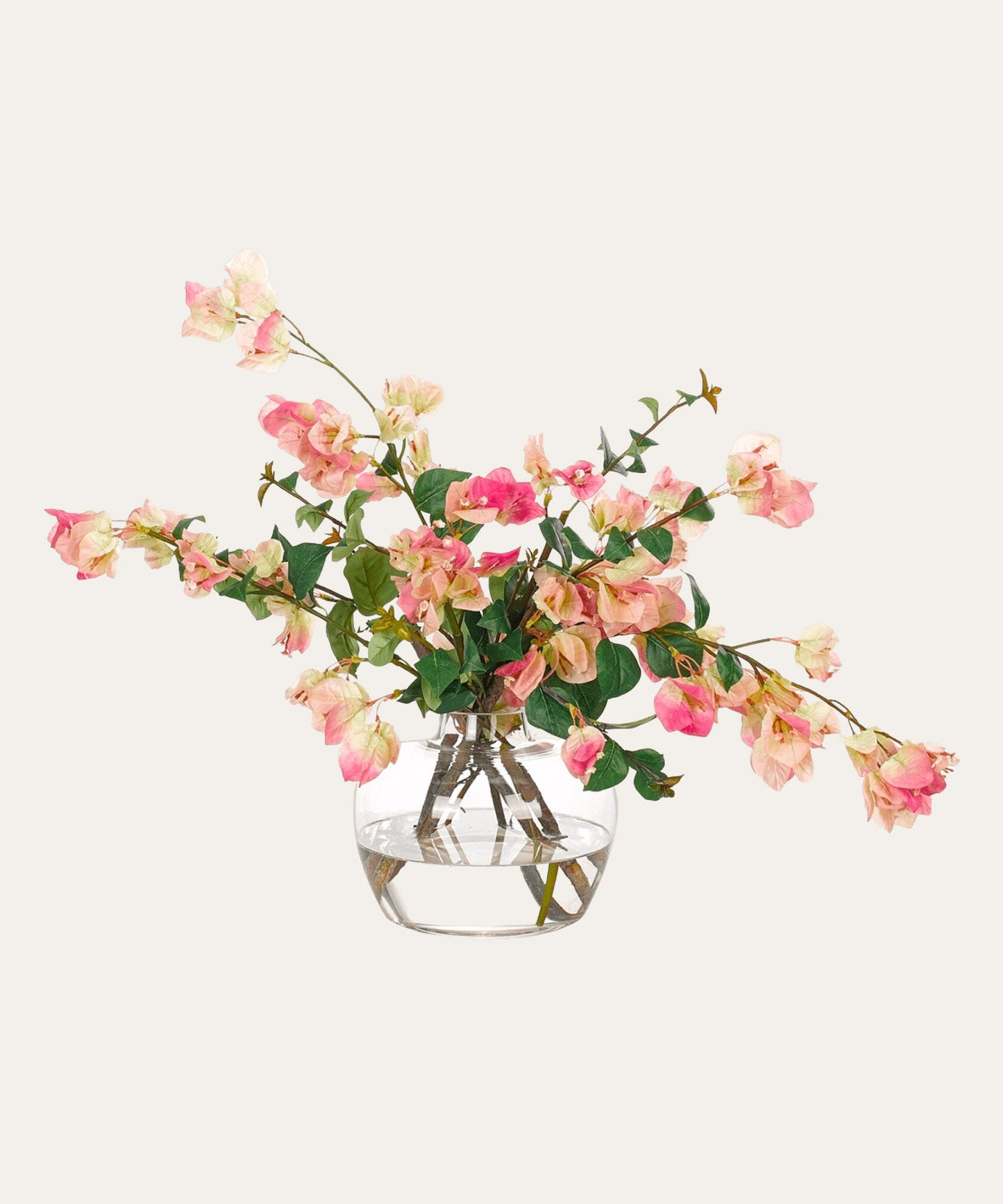 Bougainvillea Fuchsia - Stephenson House