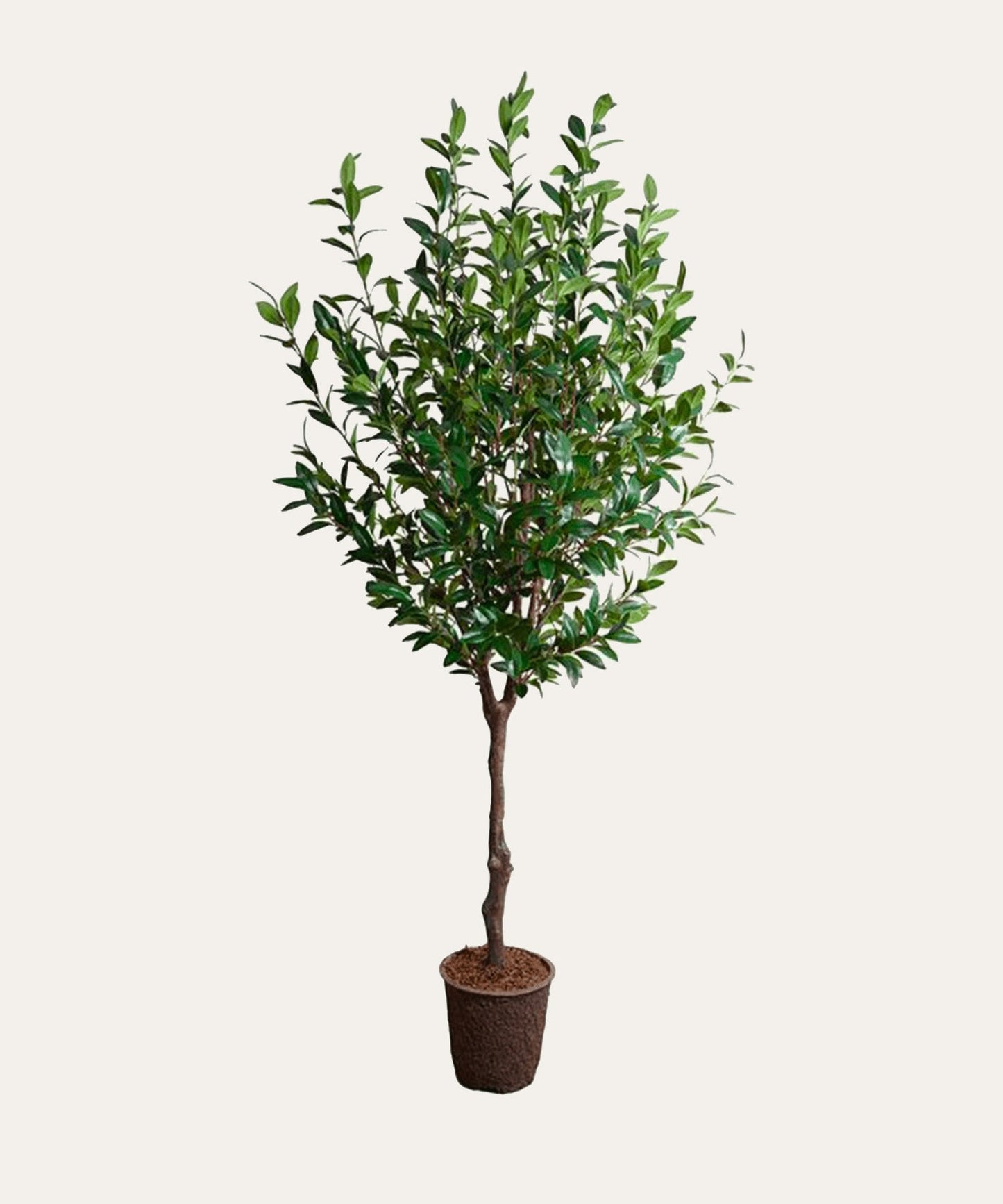Camellia Tree 8' - Stephenson House
