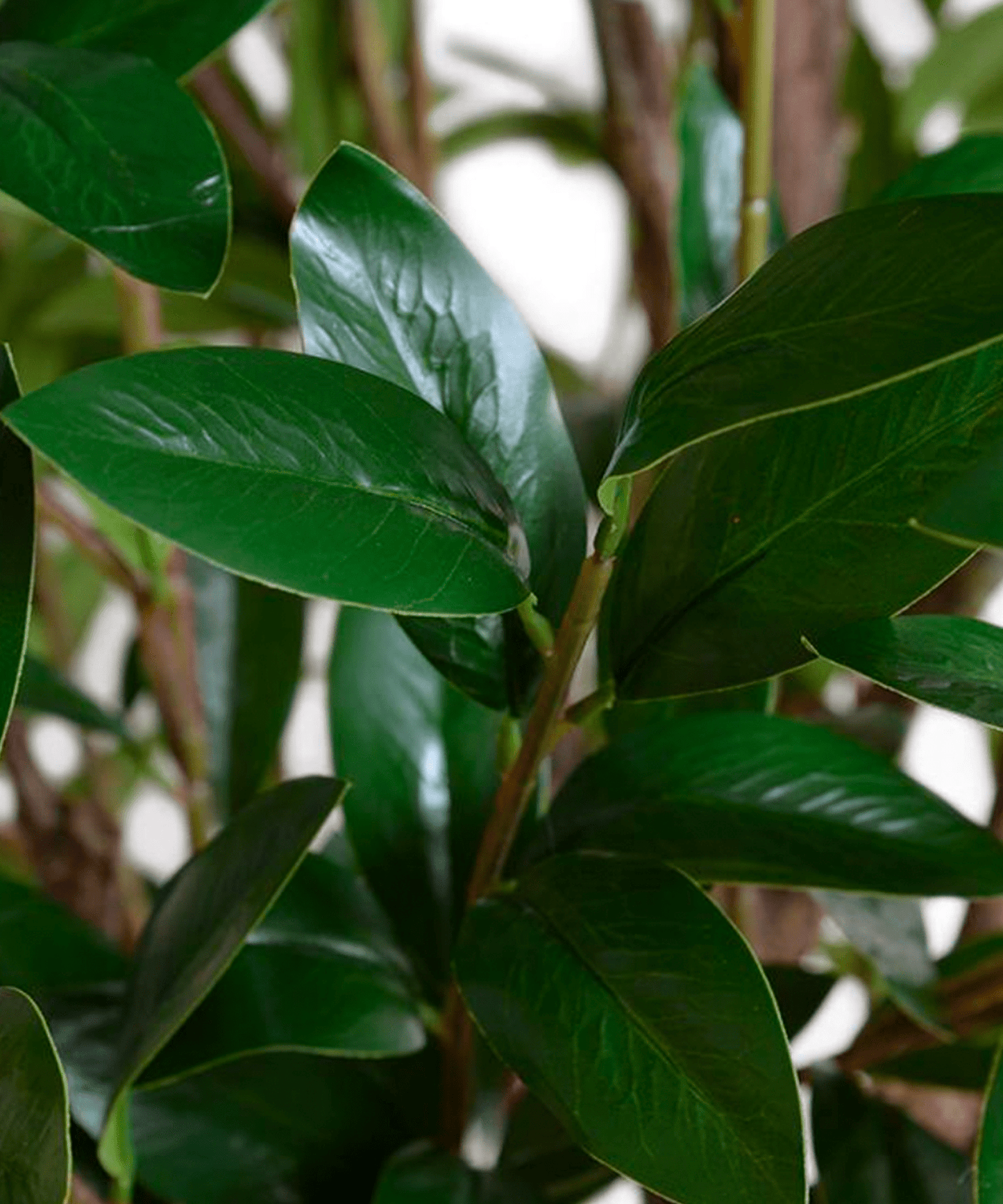 Camellia Tree 8' - Stephenson House