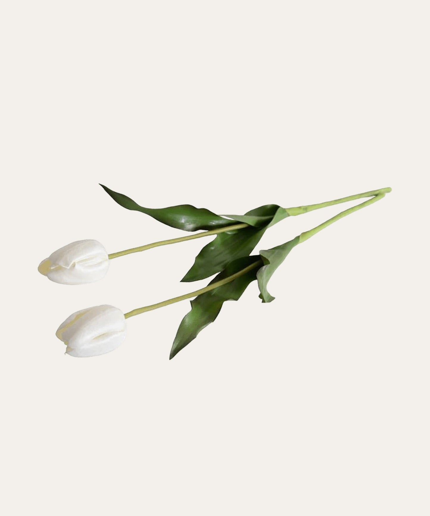 Tulip Stem, White - Stephenson House