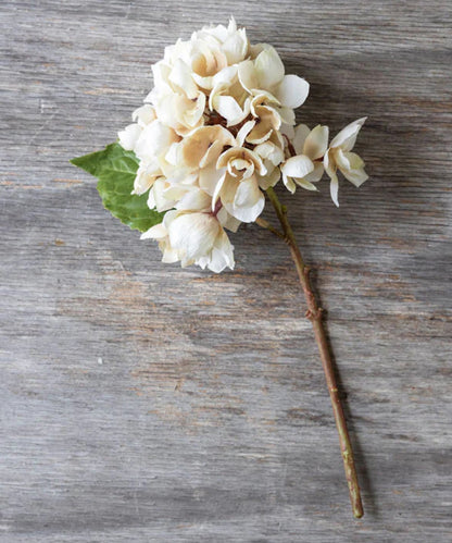 Hydrangea Stem, Morning Mist - Stephenson House