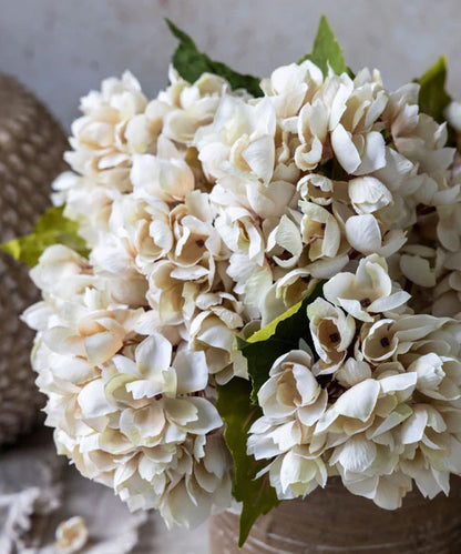 Hydrangea Stem, Morning Mist - Stephenson House