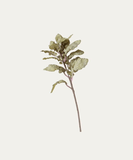 Ragwort Stem - Stephenson House