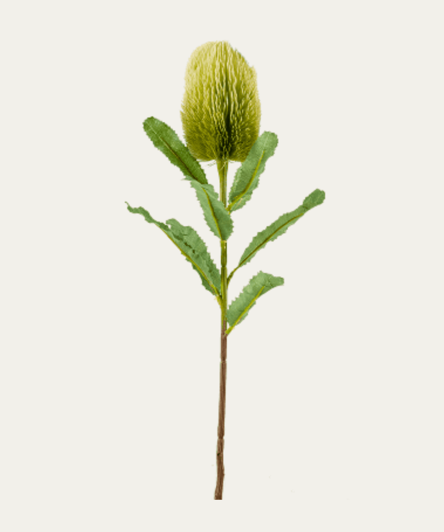 Protea Banskia, Green - Stephenson House